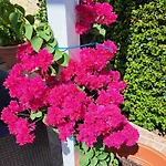 Mariamar أولوز داغوا