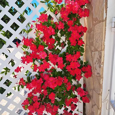 Mariamar * البوفيرا