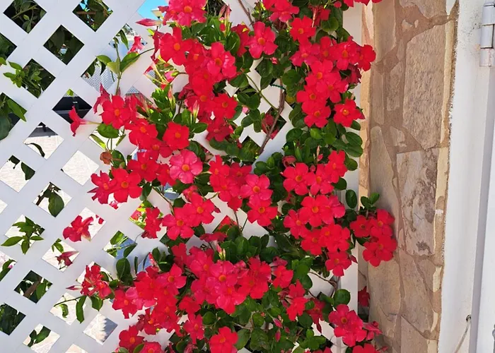 Mariamar * أولوز داغوا