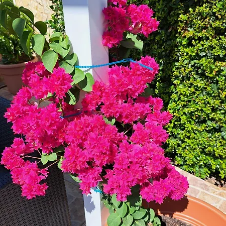 Mariamar Semesterbostad *